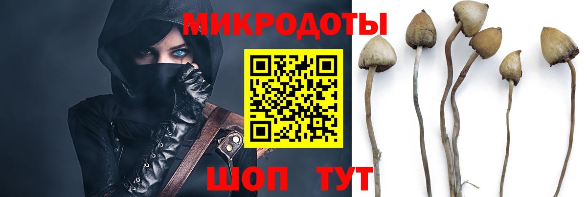 Зеленогорск  Галлюциногенные грибы Cubensis  Псилоцибиновые грибы мицелий  Вход с VPN 